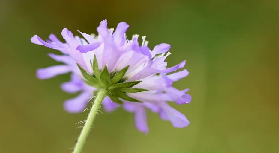 5 signs a widower is serious about your relationship - field scabious, field-widow flower, knautia