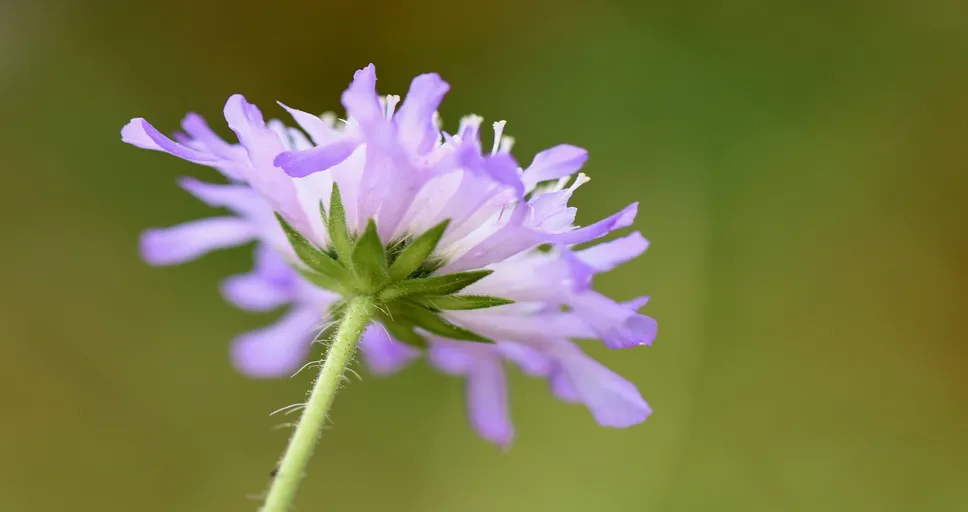 5 signs a widower is serious about your relationship - field scabious, field-widow flower, knautia