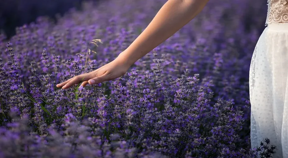 he touched my hand when I handed him something - lavender, nature, flowers