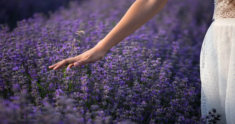 he touched my hand when I handed him something - lavender, nature, flowers