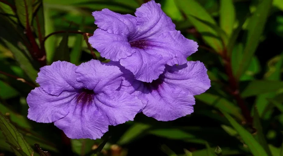 when do cheaters realize they made a mistake - flower convolvulus, flowers, bindweed purple