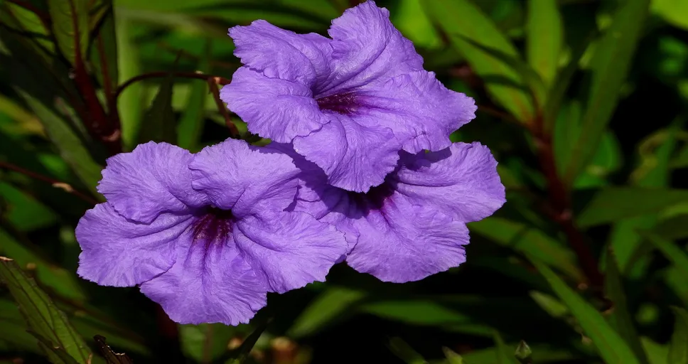 when do cheaters realize they made a mistake - flower convolvulus, flowers, bindweed purple