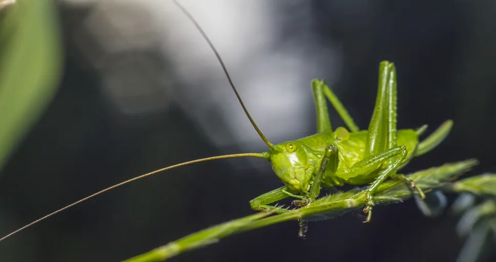 i know my boyfriend loves me but i feel insecure - grasshopper, green, macro