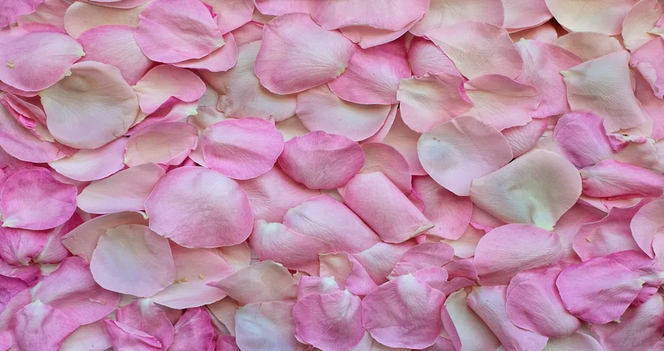 my husband is nicer to other women - rose petals, pink, background