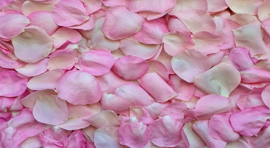 signs a guy wants to hold your hand - rose petals, pink, background