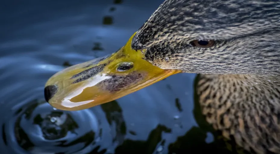 would you rather questions for crush - animal, background, beak