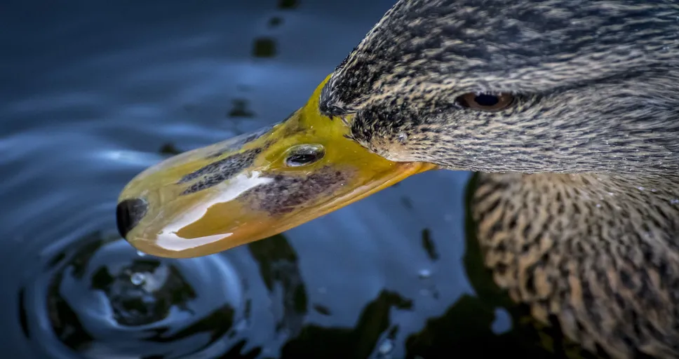 would you rather questions for crush - animal, background, beak