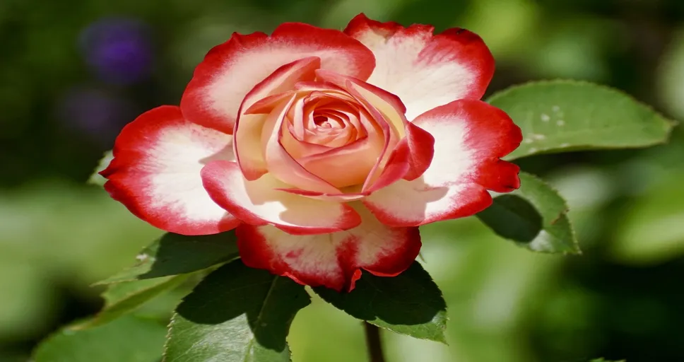 eternal bachelor - rose, bicolored flower, bicolored rose