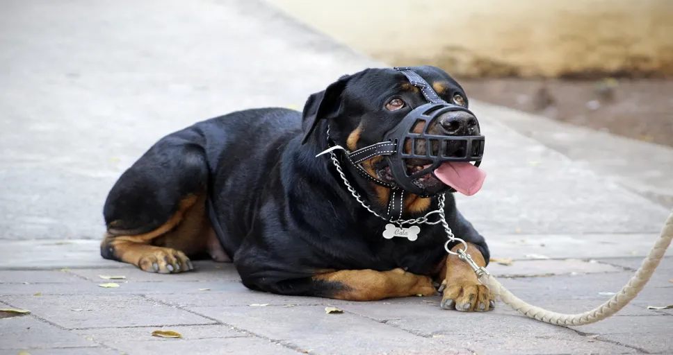 he acts different when we are alone - muzzle, halter, rottweiler