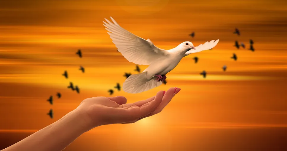 feeling drawn to someone you barely know spiritual meaning - dove, freedom, peace
