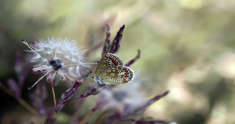 when a guy notices small details about you - butterfly, insect, wing