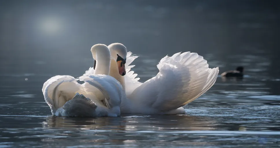 10 unexpected desires of men - swan, few, love