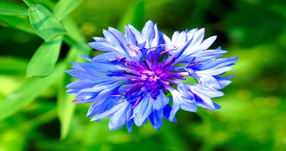 eternal bachelor - flower, cornflower, flower wallpaper