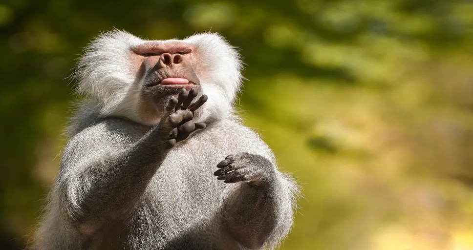 guy licking his lips - baboon, animal, wildlife