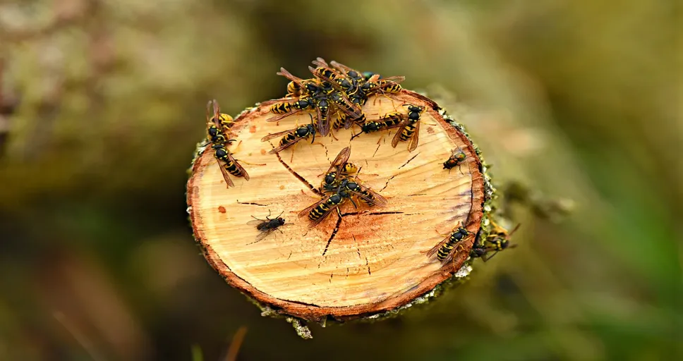 he acts different when we are alone - yellow jacket wasp, insect, animal