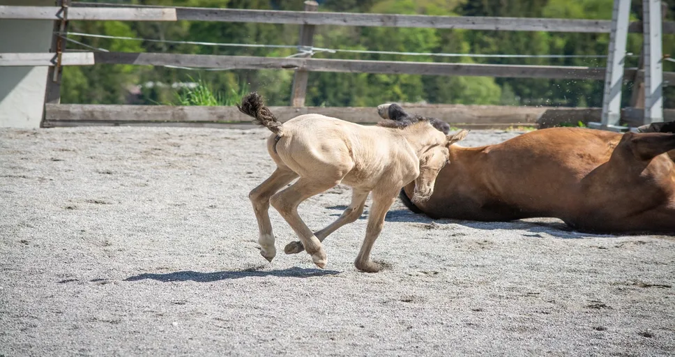 what does cocky mean in a relationship - foal, newborn, cub