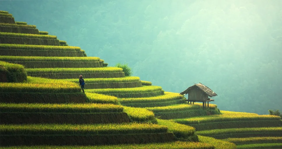 8-month relationship - agriculture, rice plantation, thailand