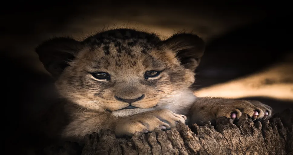 signs a Leo man just wants to be friends - lion cub, cute, eyes