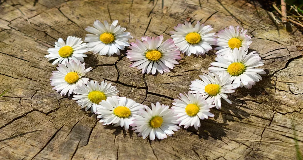 4 month relationship - daisies, heart, flowers