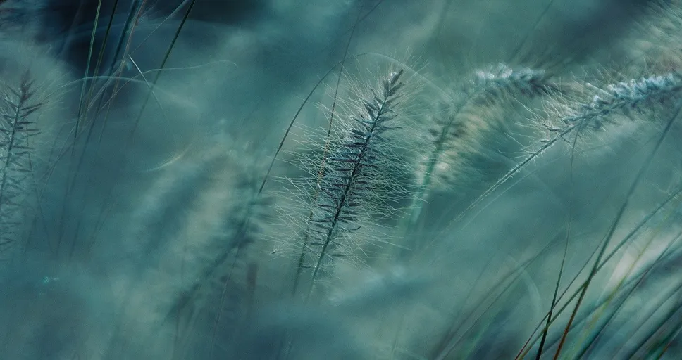 single until married - nature, grasses, plant