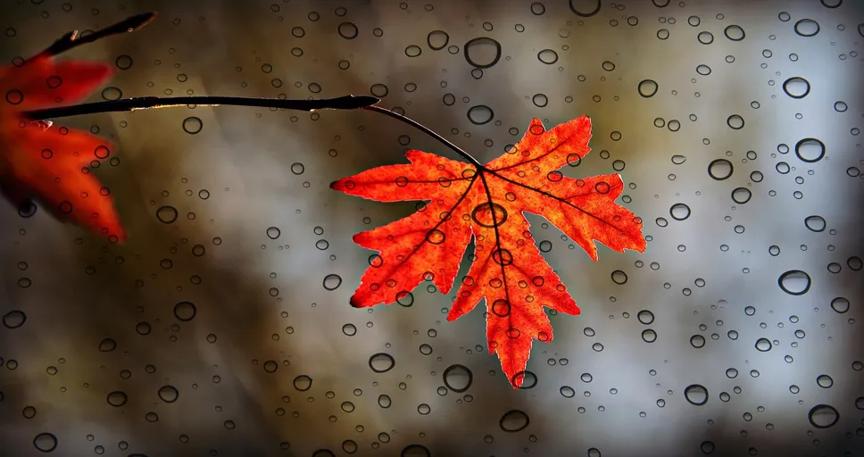 walk away when you're not a priority - leaf, maple, nature