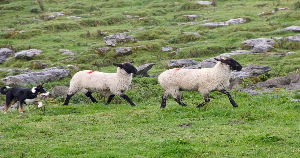 signs he wants you badly - sheepdog, sheep, lambs