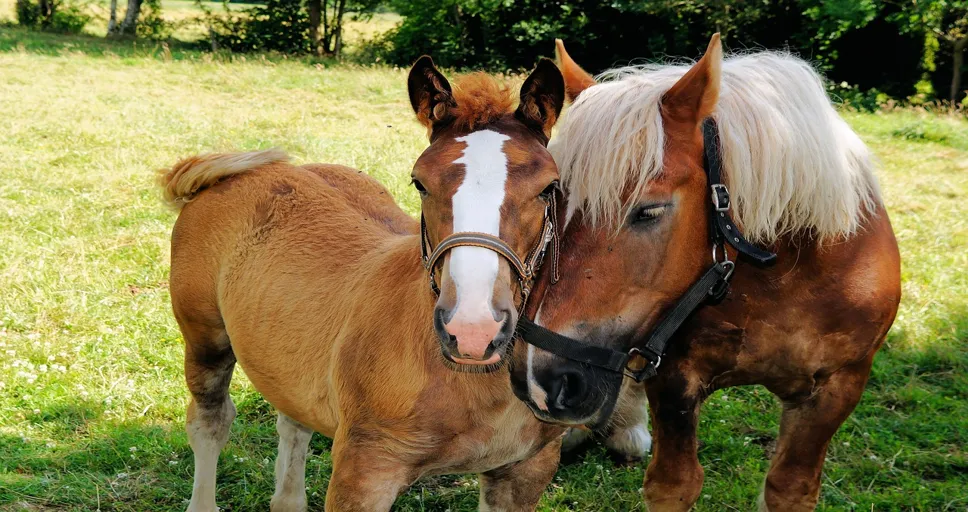 signs they slept together - horses, black forest cold blood, intimacy