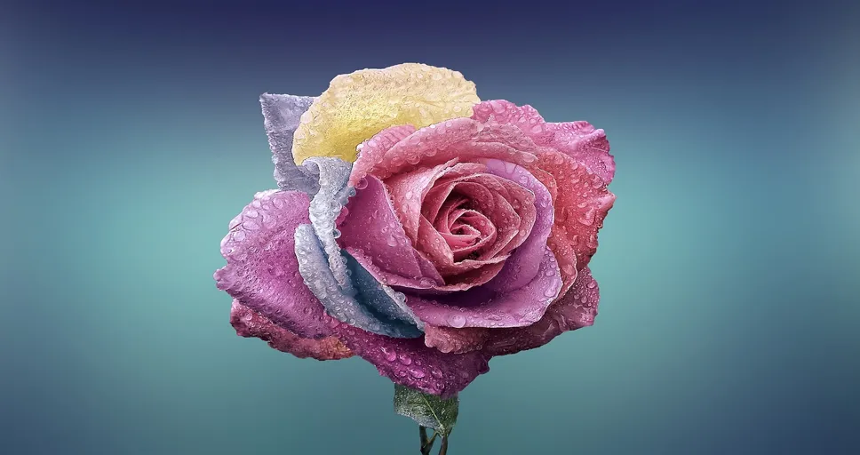 loving someone from a distance - rose, hd wallpaper, flower