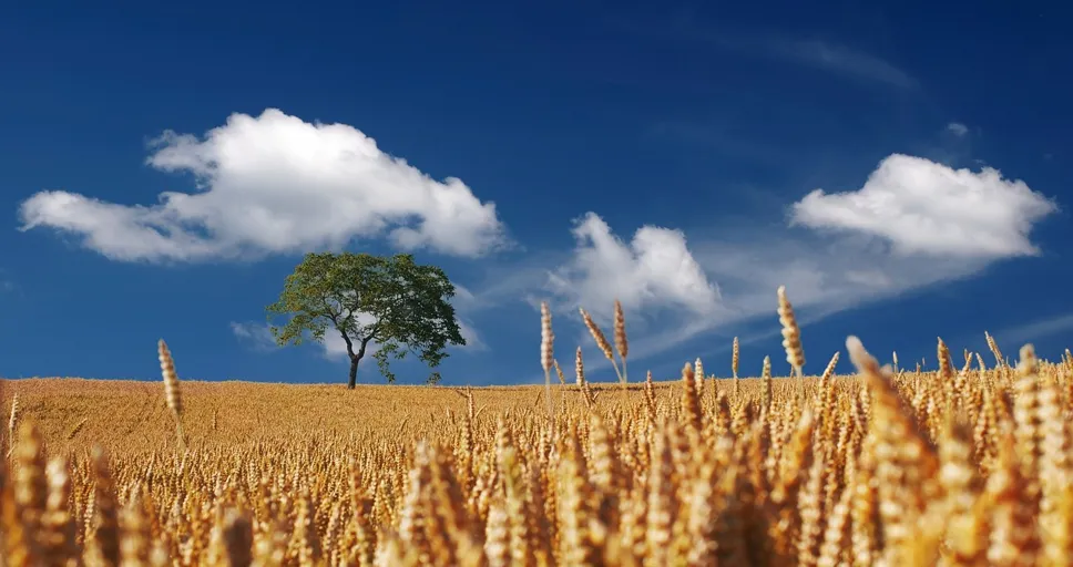 single men over 50 - field, cereals, summer