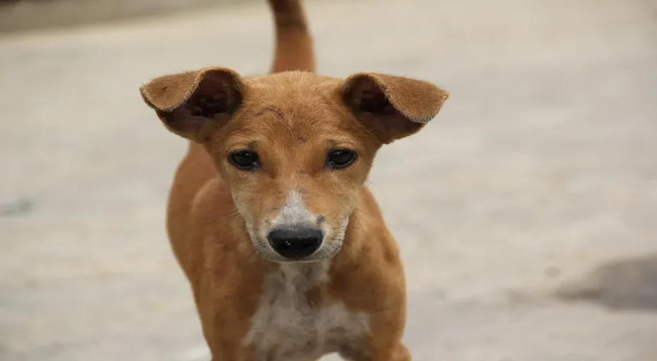 when a man leaves you while pregnant - poor, dog, brown