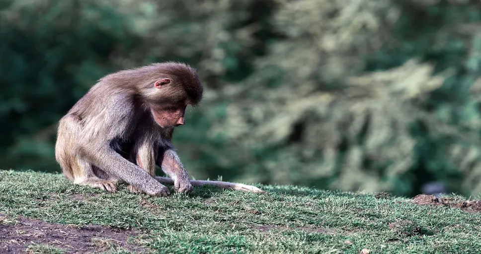 signs he thinks you're out of his league - hamadryas baboon, papio hamadryas, primate