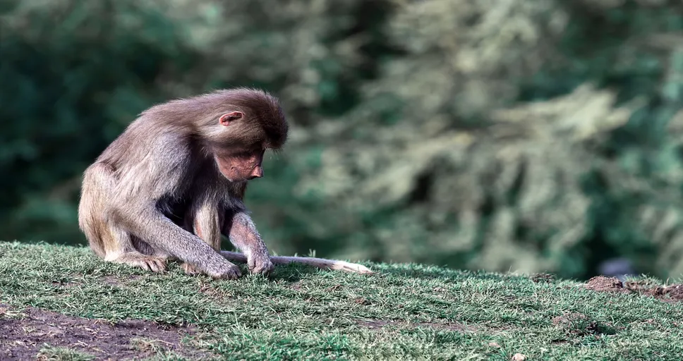 why is he mean to me - hamadryas baboon, papio hamadryas, primate
