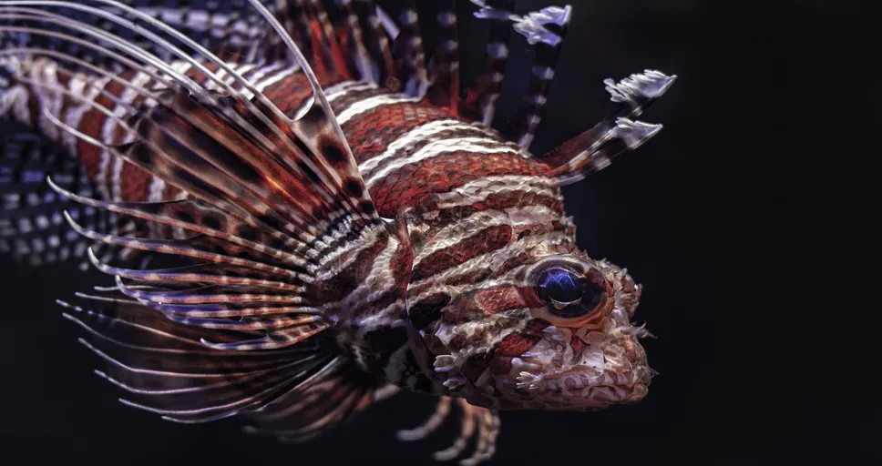 what is the weakest zodiac sign - lionfish, fish, sea