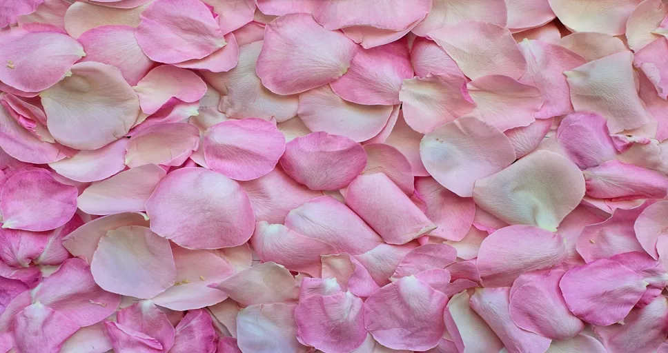 texting a married man - rose petals, wallpaper hd, pink