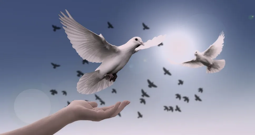 he hasn't read my message but has been online - dove, peace, freedom