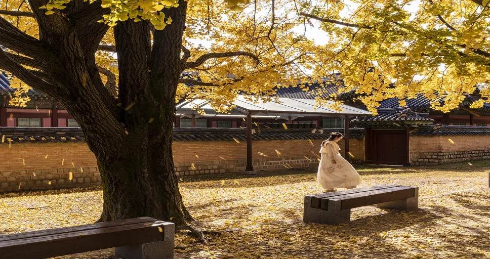 law of attraction signs someone is thinking about you - gyeongbok palace, woman, autumn