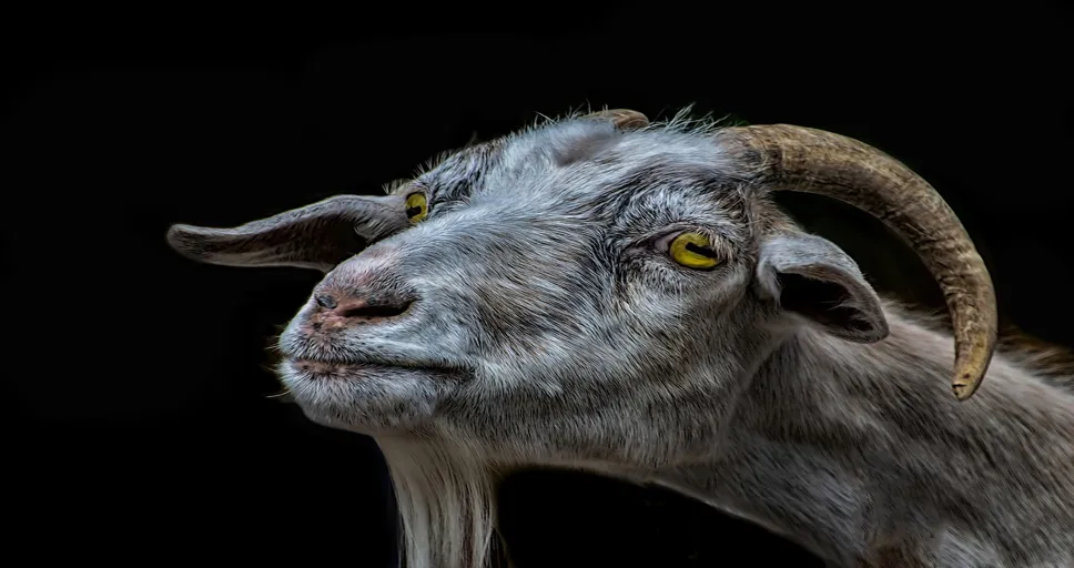 signs he wants you badly sexually - goat, billy goat, animal