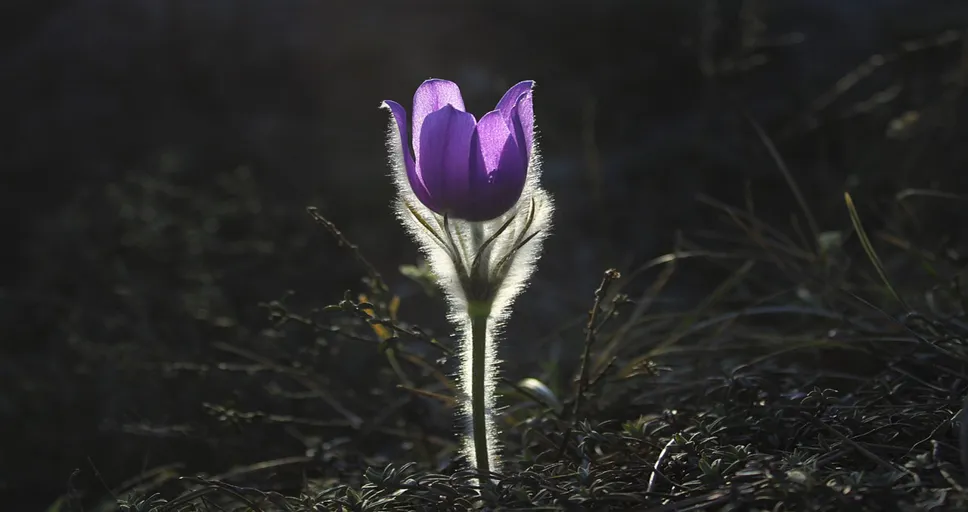 you ready to be a single mother - pasqueflower, flower, backlighting