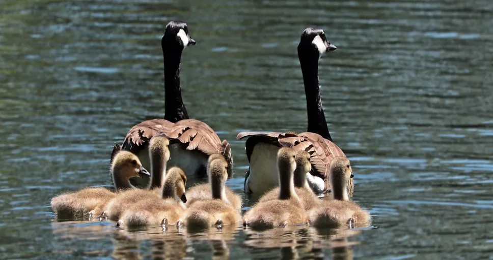 you ready to be a single mother - geese, goose family, goslings
