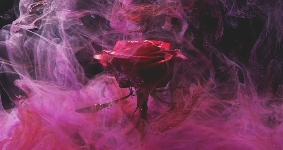 when your ex gets married and you're still single - rose, red, smoke