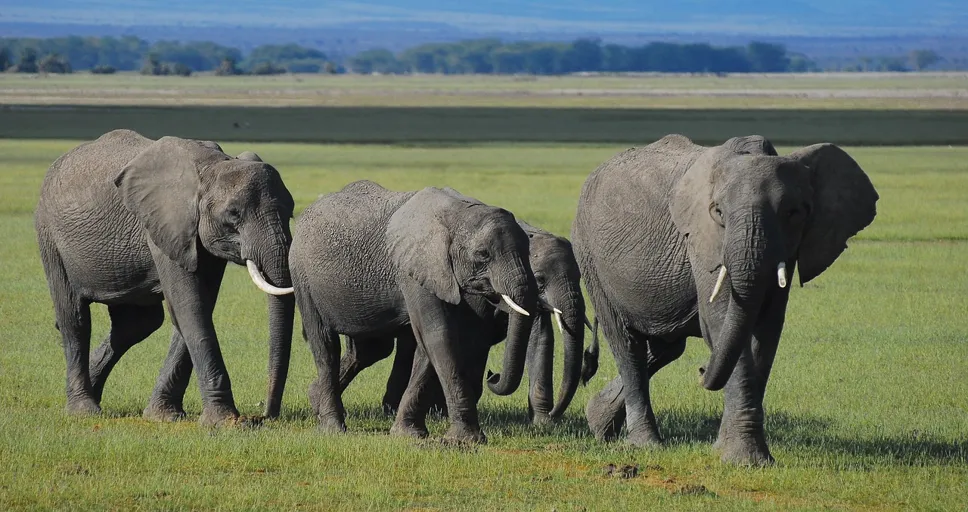 is there someone for everyone - elephants, kenya, community