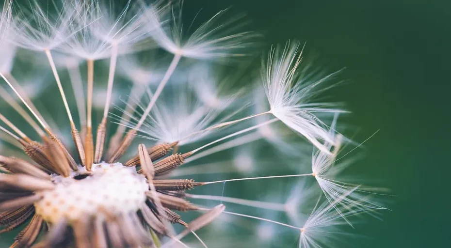 dreaming about an ex you don't talk to anymore - dandelion, flower, seeds