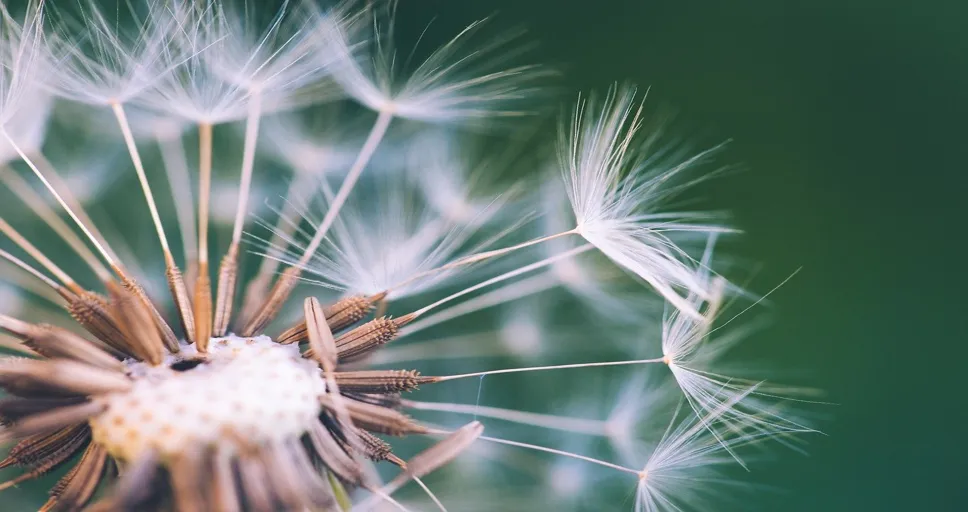 dreaming about an ex you don't talk to anymore - dandelion, flower, seeds