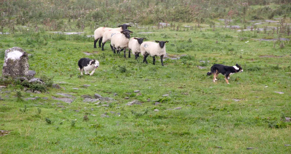 why is my boyfriend so mean to me - sheepdogs, sheep, sheep-dog