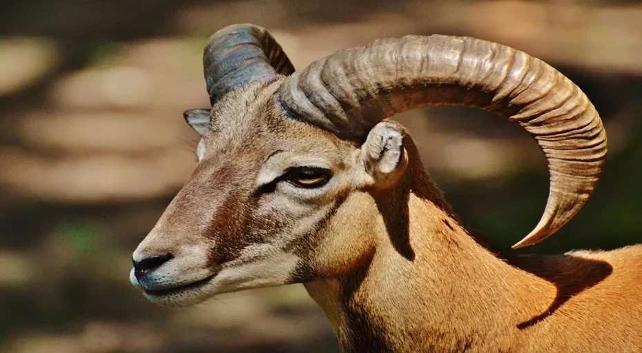 signs an aries man is talking to another woman - aries, wild, free running, wildlife park, forest, meadow, poing, aries, aries, nature, aries, aries, aries