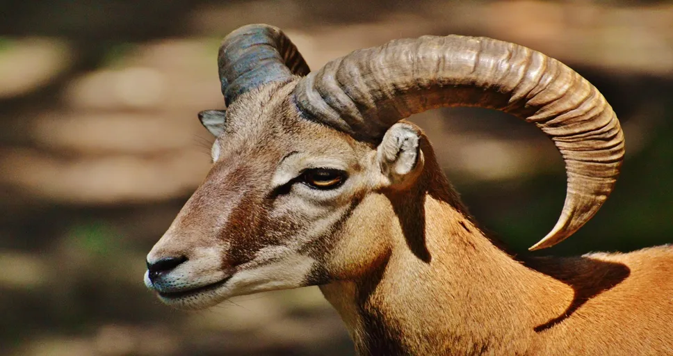 signs an aries man is talking to another woman - aries, wild, free running, wildlife park, forest, meadow, poing, aries, aries, nature, aries, aries, aries